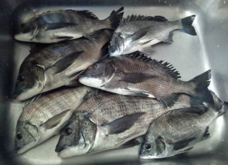 ふじや釣舟店 釣果