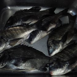 ふじや釣舟店 釣果