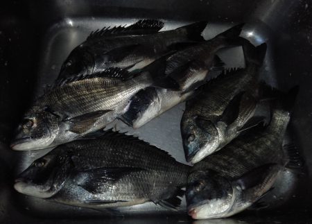 ふじや釣舟店 釣果