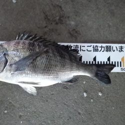 ふじや釣舟店 釣果
