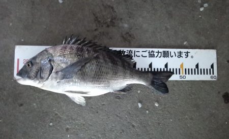 ふじや釣舟店 釣果