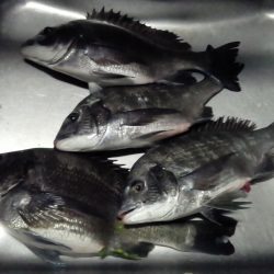 ふじや釣舟店 釣果