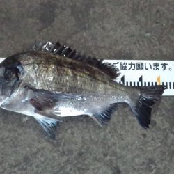 ふじや釣舟店 釣果