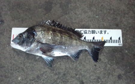 ふじや釣舟店 釣果