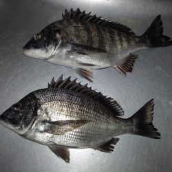 ふじや釣舟店 釣果