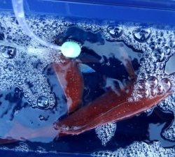 東京湾探釣隊ぼっち 釣果