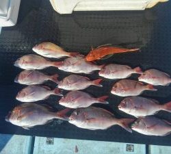 東京湾探釣隊ぼっち 釣果