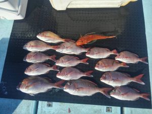 東京湾探釣隊ぼっち 釣果