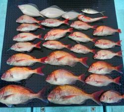 東京湾探釣隊ぼっち 釣果