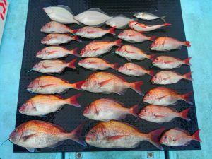 東京湾探釣隊ぼっち 釣果