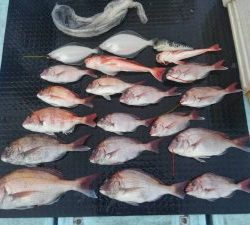 東京湾探釣隊ぼっち 釣果