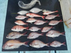 東京湾探釣隊ぼっち 釣果