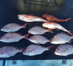 東京湾探釣隊ぼっち 釣果