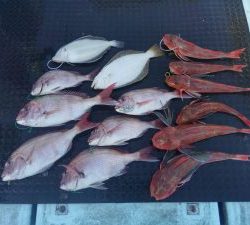 東京湾探釣隊ぼっち 釣果