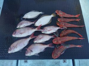 東京湾探釣隊ぼっち 釣果