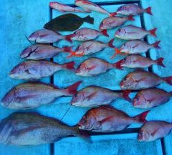 東京湾探釣隊ぼっち 釣果