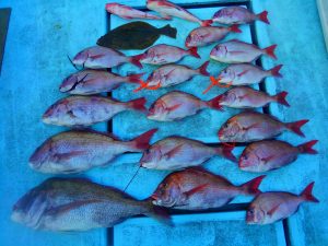東京湾探釣隊ぼっち 釣果