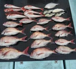 東京湾探釣隊ぼっち 釣果