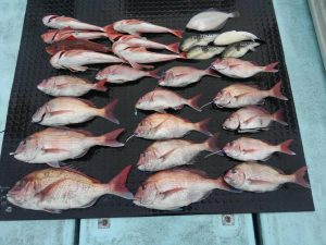 東京湾探釣隊ぼっち 釣果
