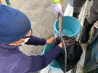 秩父フライフィールド 釣果