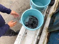 秩父フライフィールド 釣果