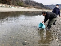 秩父フライフィールド 釣果