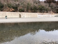 秩父フライフィールド 釣果