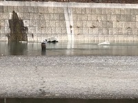 秩父フライフィールド 釣果