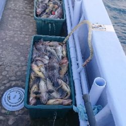 小樽港遊漁船SHAKE 釣果