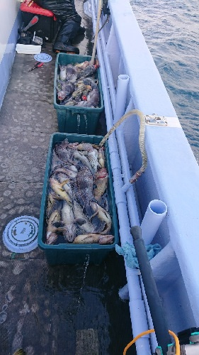 小樽港遊漁船SHAKE 釣果