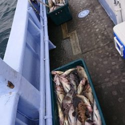 小樽港遊漁船SHAKE 釣果