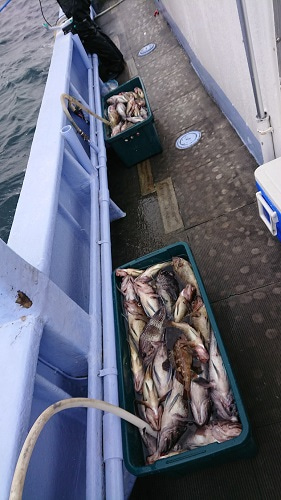 小樽港遊漁船SHAKE 釣果