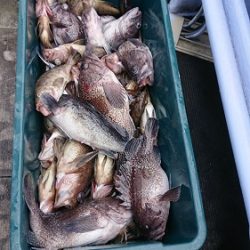 小樽港遊漁船ＳＨＡＫＥ 釣果