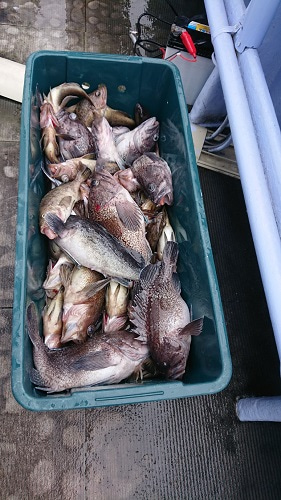 小樽港遊漁船ＳＨＡＫＥ 釣果