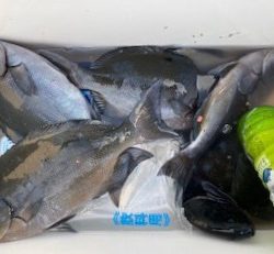 千津丸 釣果