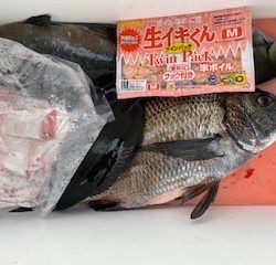 千津丸 釣果