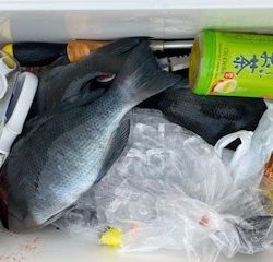 千津丸 釣果