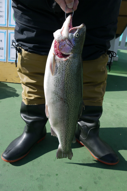 としまえんフィッシングエリア 釣果
