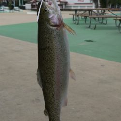 としまえんフィッシングエリア 釣果