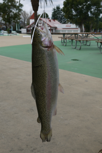 としまえんフィッシングエリア 釣果