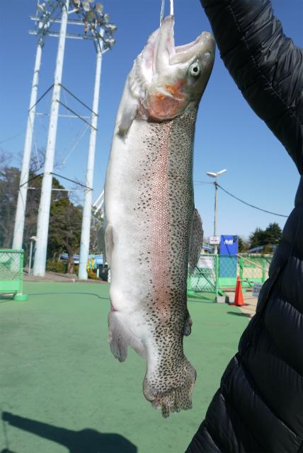 としまえんフィッシングエリア 釣果