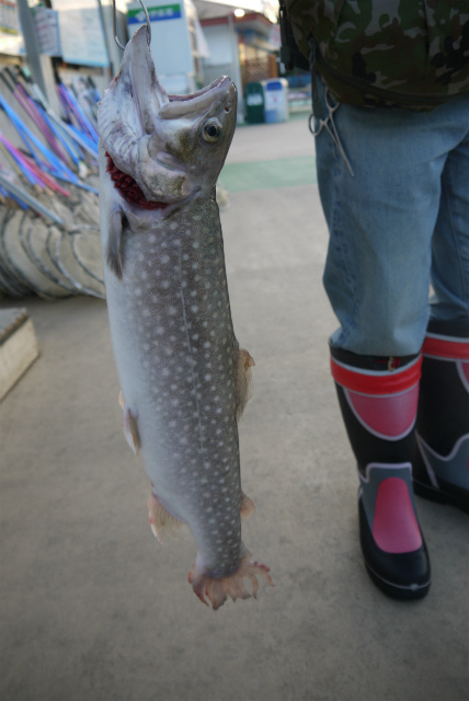 としまえんフィッシングエリア 釣果