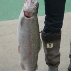 としまえんフィッシングエリア 釣果