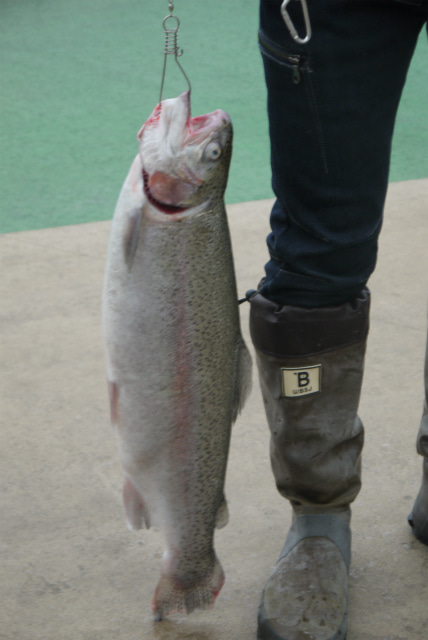 としまえんフィッシングエリア 釣果