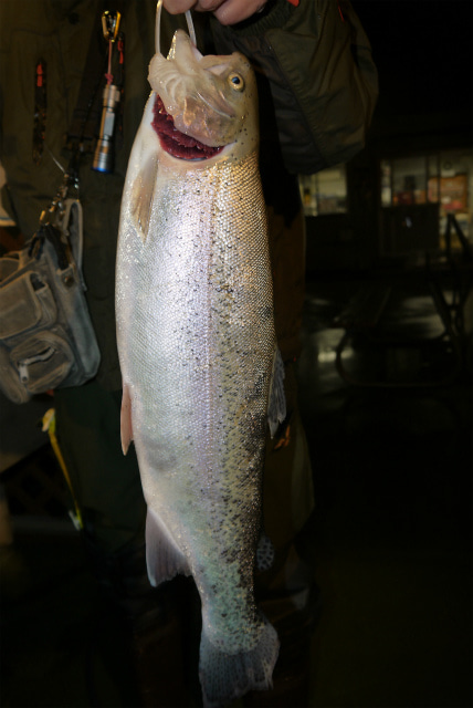 としまえんフィッシングエリア 釣果