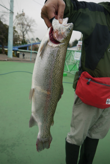 としまえんフィッシングエリア 釣果