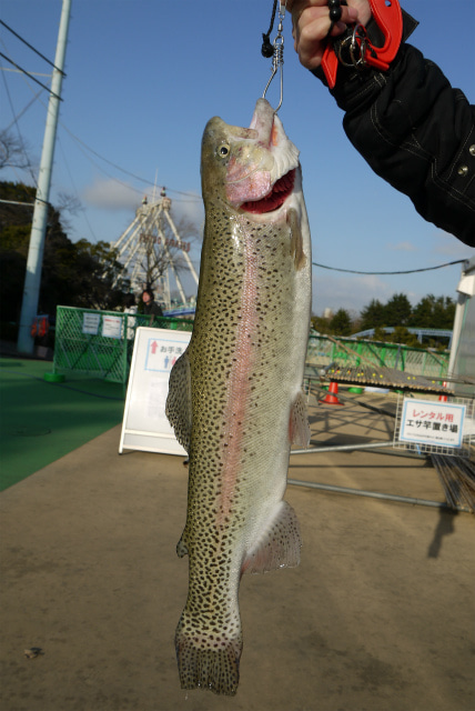 としまえんフィッシングエリア 釣果