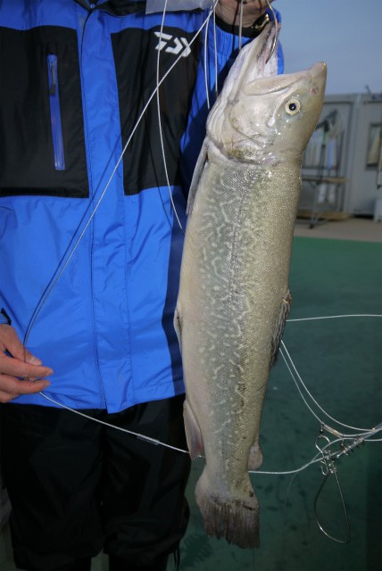 としまえんフィッシングエリア 釣果