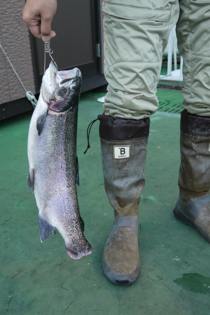 としまえんフィッシングエリア 釣果