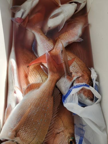 海晴丸 釣果